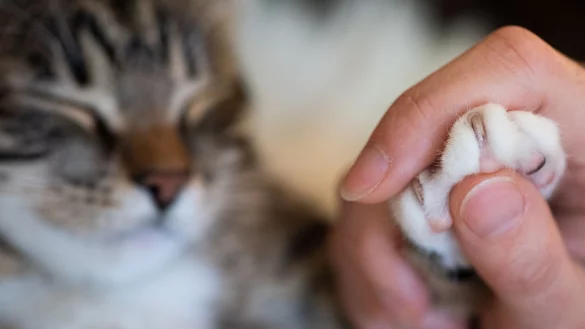 Alten und kranken Katzen kann man mit einer speziellen Schere die Krallen schonend k&uuml;rzen. - &copy; Franziska Gabbert/dpa-tmn/dpa