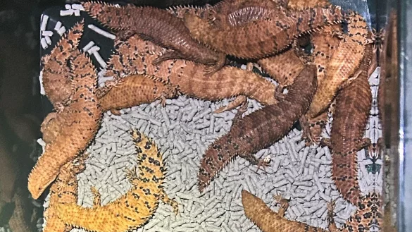 Australische Reptilien wurden von der Polizei beschlagnahmt. - &copy; -/NSW POLICE via AAP/dpa