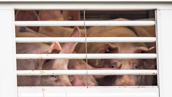Schweine stehen in einem Tiertransporter, der auf das Gel&auml;nde der Firma T&ouml;nnies f&auml;hrt. - &copy; David Inderlied/dpa/Archivbild