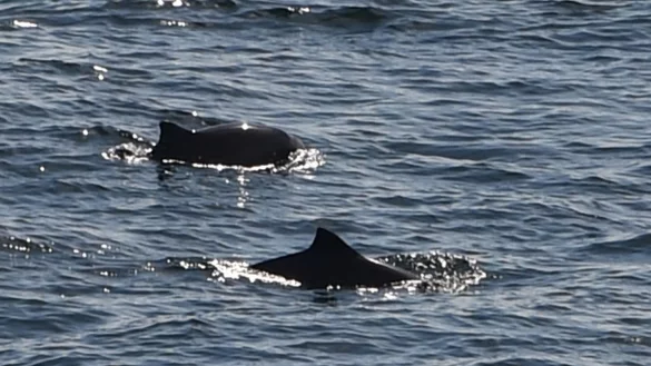 Eigentlich leben Schweinswale im Meer. (Symbolbild) - &copy; Carsten Rehder/dpa