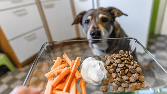 Ab sofort nur noch Karotten, Joghurt und vegetarisches Trockenfutter? Eine Radikaldi&auml;t ist keine gute Idee. - &copy; Markus Scholz/dpa-tmn/dpa