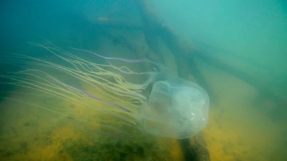 Achtung, sehr gef&auml;hrlich: eine Seewespe (Chironex fleckeri). - &copy; Jamie Seymour/James Cook University/dpa