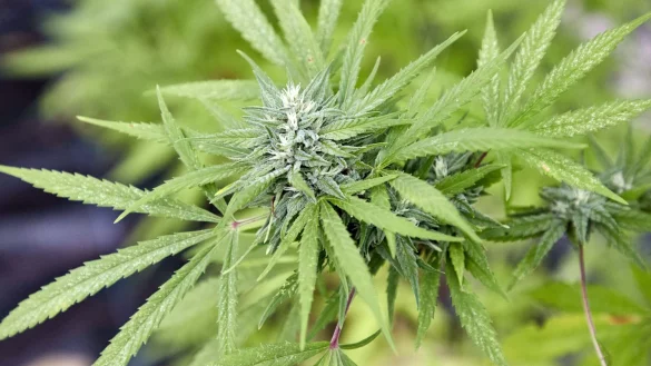 Zum 1. April soll in Deutschland das Gesetz zur Legalisierung von Cannabis in Kraft treten. - © Georg Wendt/dpa