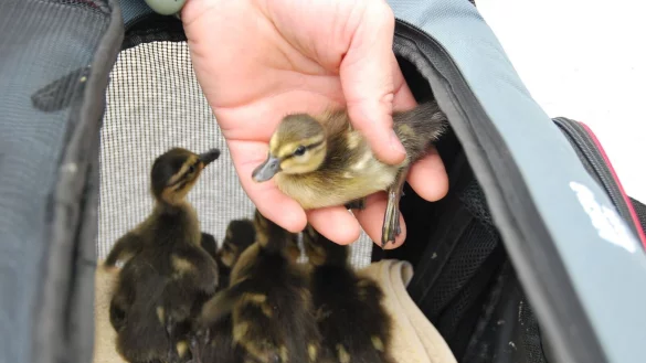 Eine Entenmama und ihre K&uuml;ken ziehen um: Es geht an die M&uuml;ggelspree. - &copy; Anja Sokolow/dpa