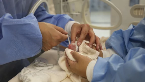 Die Jungtiere wiegen laut Zoo jeweils 169 Gramm und 136 Gramm und sind circa 14 Zentimeter lang. - &copy; ---/Zoo Berlin/dpa