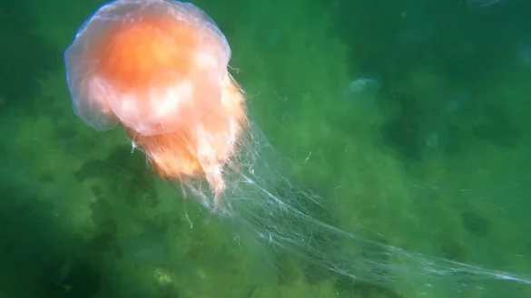 Eine Feuerqualle schwimmt in der Ostsee. - &copy; Thomas M&uuml;ller/dpa