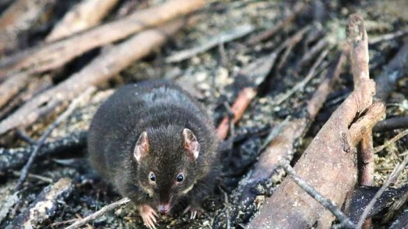 M&auml;nnliche Breitfu&szlig;-Beutelm&auml;use sterben nach der Paarungszeit. - &copy; Erika Zaid/dpa