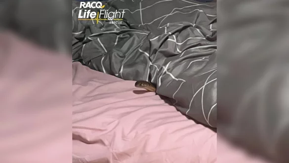 Die &Ouml;stliche Braunschlange ist eine der der giftigsten Schlangen der Welt. - &copy; Racq Life Flight/RACQ LIFE FLIGHT/AAP/dpa