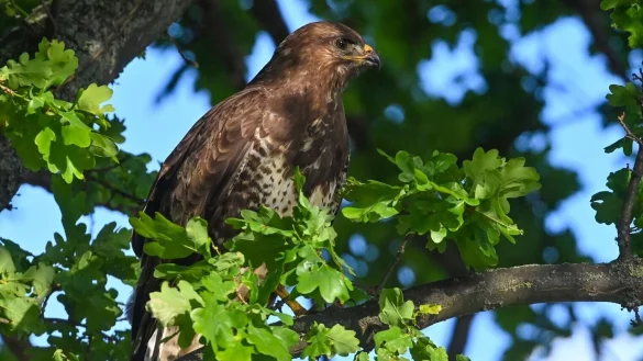 Jogger sollten in diesen Wochen an Waldr&auml;ndern vorsichtiger unterwegs sein - denn es ist Brutzeit bei den M&auml;usebussarden und vereinzelt verteidigen die V&ouml;gel ihren Nachwuchs gegen den vermeintlich gef&auml;hrlichen schnell laufenden Menschen. - &copy; Patrick Pleul/dpa/dpa-tmn
