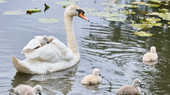 Eine Schwanen-Mutter ist mit ihren drei bis vier Tage alten Schwanenk&uuml;ken an der Au&szlig;enalster unterwegs. - &copy; Georg Wendt/dpa