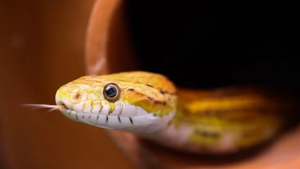Eine Kornnatter im Terrarium. - &copy; Christian Charisius/dpa