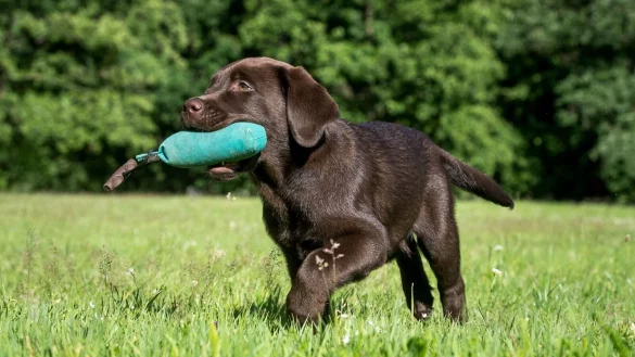 Fr&uuml;h &uuml;bt sich: Bei Labradoren bietet sich von klein auf das Apportier-Spiel an. - &copy; Benjamin Nolte/dpa-tmn