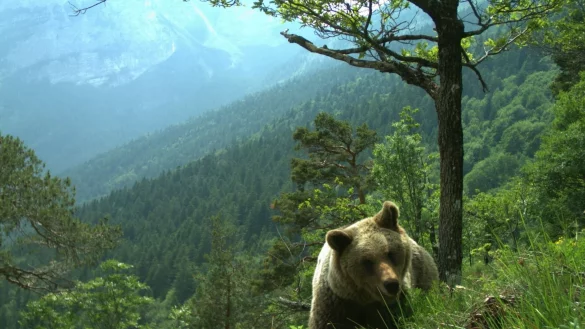 Vor drei Wochen ging eine B&auml;rin im Trentino auf einen franz&ouml;sischen Touristen los. Jetzt wurde sie erschossen. (Symbolfoto) - &copy; Matteo Zeni/Servizio Faunistico/dpa