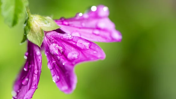 Diese Malve hat\'s gut: Sie wurde mit einer satten Portion Wasser erfrischt. - &copy; Franziska Gabbert/dpa-tmn