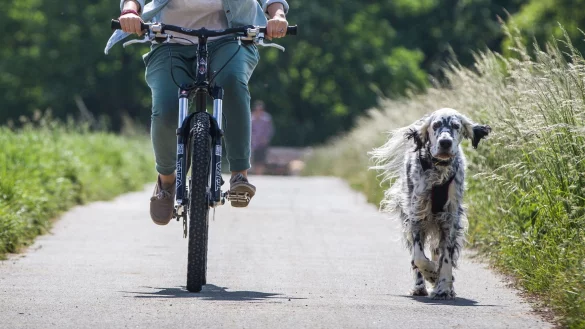 Die Kommandos sitzen? Dann darf der Hund gern ohne Leine neben dem Rad herlaufen. - &copy; Frank Rumpenhorst/dpa-tmn/dpa