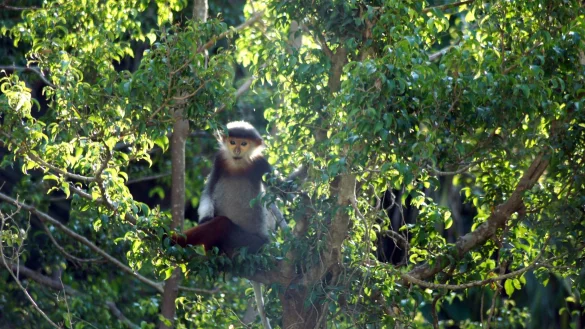 Rotschenklige Kleideraffen und andere ausgefallene Tierarten werden in Laos ab sofort besser gesch&uuml;tzt. (Archivbild) - &copy; Carola Frentzen/dpa