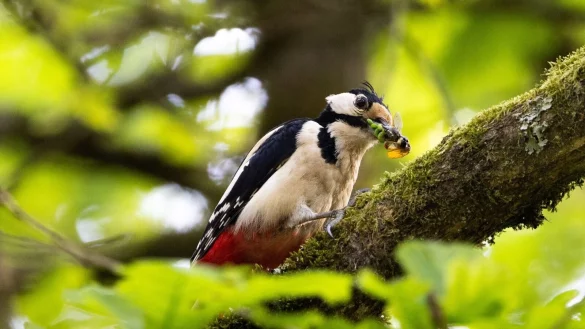 Typische Waldv&ouml;gel, wie der Buntspecht, sind immer h&auml;ufiger in Wohngebieten vorzufinden. - &copy; Lando Hass/dpa