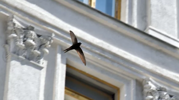 Mauersegler kommen jedes Jahr nur f&uuml;r wenige Monate nach Hessen - sie &uuml;berwintern s&uuml;dlich der Sahara. (Archivbild) - &copy; -/ukrin/dpa