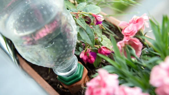 Eine Flasche Wasser gegen das Verdursten: Balkonpflanzen lassen sich in der Urlaubszeit auch mit Selbstbau-L&ouml;sungen bew&auml;ssern. - &copy; Andrea Warnecke/dpa-tmn