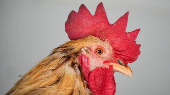 Ein Hahn der Rasse Lohmann Brown, aufgenommen in einem Stall in Brandenburg. - &copy; Soeren Stache/dpa