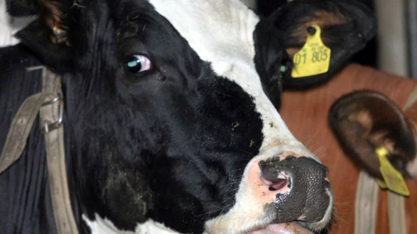 Der vorl&auml;ufige Peak scheint in NRW erreicht, sagt das Umweltministerium (Foto Archiv) - &copy; Ralf Roeger/dpa