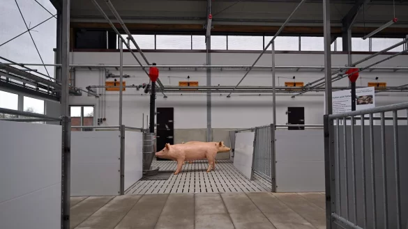 Kunststoffschweine stehen im &laquo;Stall der Zukunft&raquo;. - &copy; Federico Gambarini/dpa