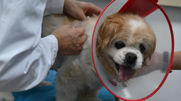 Haustiere werden in China immer beliebter, weshalb auch traditionelle chinesische Medizin f&uuml;r die Tiere &ouml;fter nachgefragt wird. - &copy; Johannes Neudecker/dpa