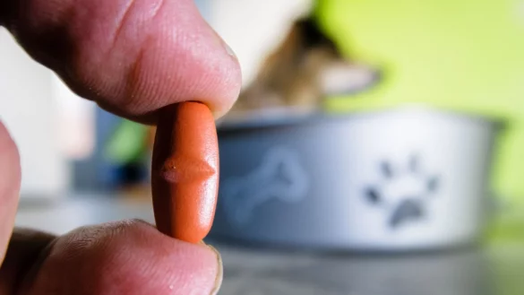 Wie oft sollte das Tier entwurmt werden? Daf&uuml;r gibt es klare Empfehlungen, bei denen unter anderem einbezogen wird, ob das Tier freien Auslauf hat. - &copy; Markus Scholz/dpa