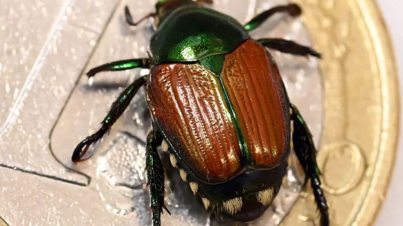 Der Japank&auml;fer ist eine invasive Art mit enormem Schadpotenzial. Nach Funden in Basel ist man in Baden-W&uuml;rttemberg alarmiert. - &copy; Uli Deck/dpa