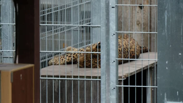 Leopard in einem Gehege: In der Slowakei werden Raubkatzen auch in kleinen Privatzoos gehalten. (Symbolbild) - &copy; Sebastian Willnow/dpa-Zentralbild/dpa