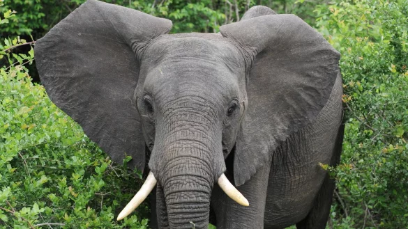 Afrikanische Elefanten können angreifen, wenn sie sich bedroht fühlen. - © Bernd Weissbrod/dpa