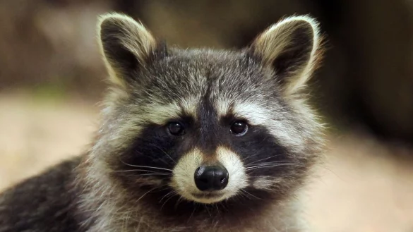 Laut Experten gibt es ungef&auml;hr zwei Millionen Waschb&auml;ren in Deutschland (Archivbild). - &copy; Fredrik von Erichsen/dpa