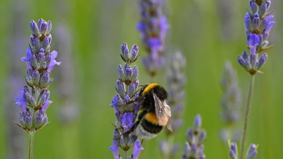 Hummeln sind im Sommer generell am aktivsten und die V&ouml;lker am gr&ouml;&szlig;ten. - &copy; Patrick Pleul/dpa