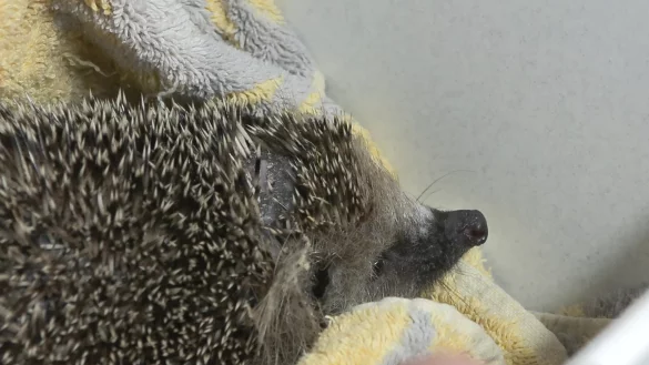 M&auml;hroboter m&auml;hen nicht nur Rasen, sondern mitunter auch Igel. Tiersch&uuml;tzer fordern ein Ende. - &copy; Sascha Thelen/dpa