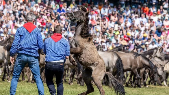 Zwei F&auml;nger haben einen jungen Hengst ausgemacht und fangen diesen ein. - &copy; Christoph Reichwein/dpa