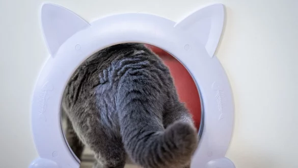 Von Schwanz bis Ohren: Die K&ouml;rpersprache von Katzen verr&auml;t viel. - &copy; Kristin Schmidt/dpa-Zentralbild/dpa