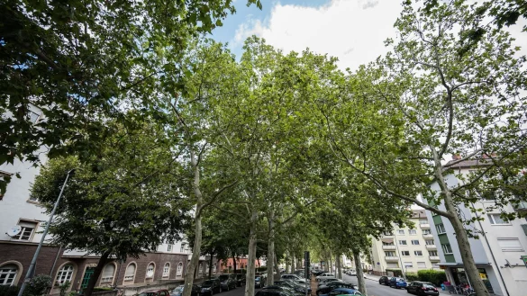 Besonders alte B&auml;ume k&ouml;nnen laut Umwelthilfe f&uuml;r Abk&uuml;hlung in den St&auml;dten sorgen. (Archivbild) - &copy; Andreas Arnold/dpa
