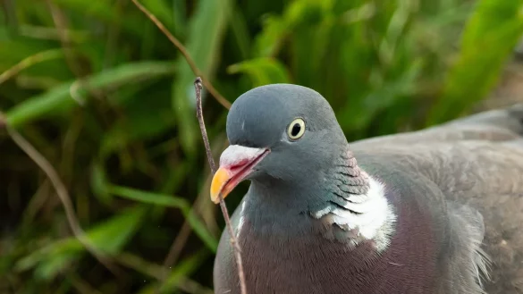 Ein 61-J&auml;hriger soll einer lebenden Taube in L&uuml;denscheid den Kopf abgerissen haben. (Archivbild) - &copy; Silas Stein/dpa