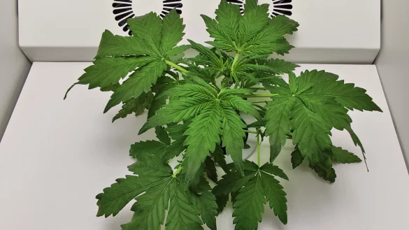 So sieht eine Cannabispflanze in der dritten Woche nach der Keimung in der Hey-abby Grow Box aus. - &copy; heise medien/heise medien/dpa