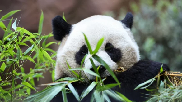 Zwei Pandas feiern im kalifornischen San Diego ihre Premiere. - &copy; Derrick Tuskan/AP/dpa