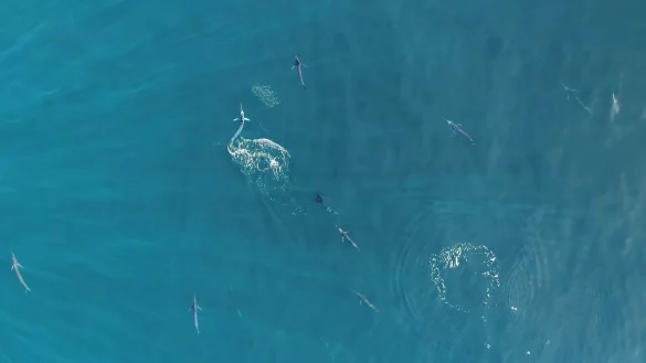 Gestreifte Marline geh&ouml;ren zu den schnellsten Raubfischen der Welt. - &copy; Alicia Burns/Current Biology/EurekAlert/dpa