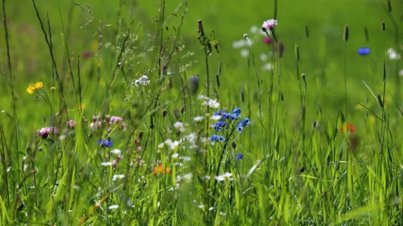 Akkurat war gestern. Ein bisschen Wildwuchs gef&auml;llt vor allem Insekten gut. - &copy; Karl-Josef Hildenbrand/dpa-tmn