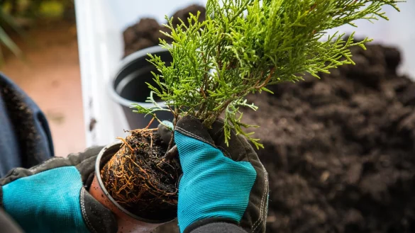 Der Herbst ist die ideale Jahreszeit, um Nadelgeh&ouml;lze zu pflanzen. - &copy; Christin Klose/dpa-tmn