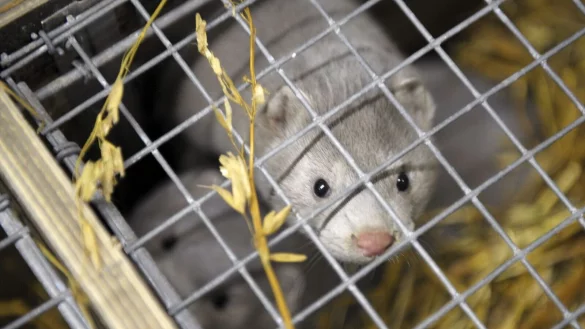 Das Vogelgrippe-Virus &uuml;bertragt sich auch auf andere Tiere. - &copy; Milla Takala/Lehtikuva/dpa