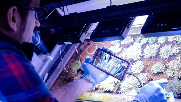 Samuel Nietzer kontrolliert die Steinkorallen in den Aquarien des Start-ups SciReef. - &copy; Sina Schuldt/dpa