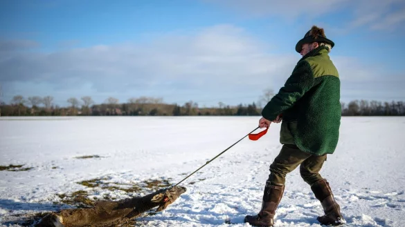 J&auml;ger Lothar H&auml;seker zieht ein im Hochwasser verendetes Reh &uuml;ber ein Feld. - &copy; Sina Schuldt/dpa