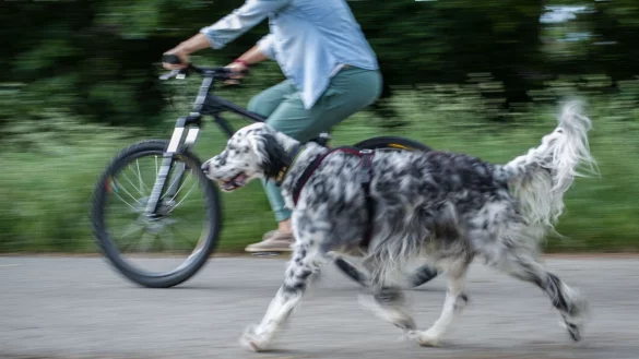 Am besten ist es, Hunde frei neben dem Fahhrad laufen zu lassen. - &copy; Frank Rumpenhorst/dpa-tmn/dpa