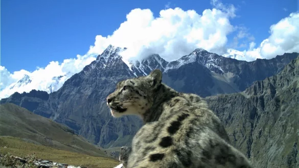 Nach Angaben der Umweltstiftung WWF gibt es noch rund 4200 bis 6400 Schneeleoparden, die im Hochgebirge Zentralasiens und des Himalayas in Freiheit leben. - &copy; Madhu Chetri/dpa