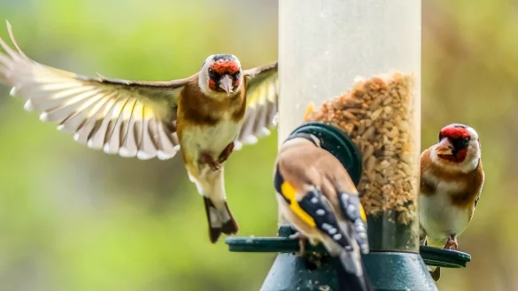 Der Naturschutzbund NABU ruft zur Mitz&auml;hl-Aktion "Stunde der Gartenv&ouml;gel" auf. Hier Stieglitze (Distelfinken) an einer Futters&auml;ule. - &copy; Oliver Berg/dpa