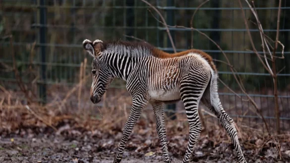 Zebra-Baby Lumi kam am 24. Januar 2024 auf die Welt. - &copy; Daniel L&ouml;b/dpa